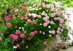 Hydrangea flowers