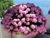 Hydrangea